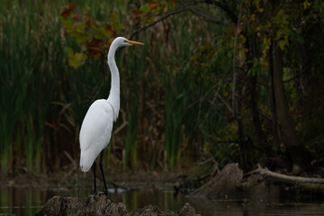 Great White Egret scouring and stalking lake for fish in the morning light, Fishers, Indiana, Summer. 