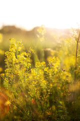 Yellow beautiful wildflowers in the rays of the sun