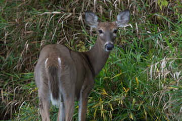 Deer wading in shallow water by lake, Fishers, Indiana, Summer 2023. 