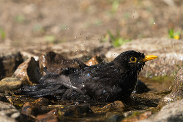 Side view of european blackbird male bathing with motion blur of the wings in a natural looking bird bath with lots of water drops and spray in the air