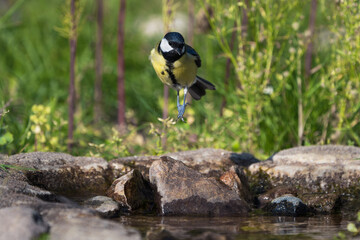 Great tit bird jumping high in the air from rocks in water with green begetation in the background