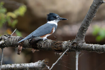 Fototapeta premium Kingfisher sitting by lake in morning light, summer, Fishers, Indiana.