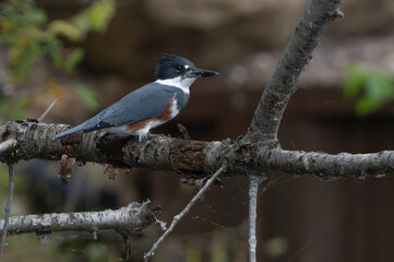 Kingfisher sitting by lake in morning light, summer, Fishers, Indiana.