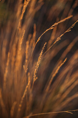 ears of field plants in the rays of the sun close-up