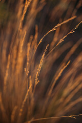 ears of field plants in the rays of the sun close-up