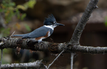 Kingfisher sitting by lake in morning light, summer, Fishers, Indiana.