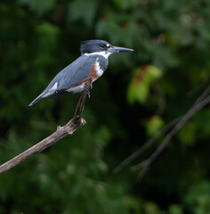 Kingfisher sitting by lake in morning light, summer, Fishers, Indiana.