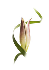 Tulipán cerrado en fondo blanco 