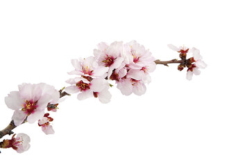 Ramma en flor de cereza