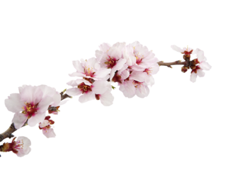 Ramma en flor de cereza