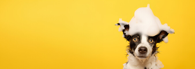 Obrazy na Plexi  banner smiling wet puppy border collie dog taking bath with soap bubble foam on head , Just washed cute dog on yellow background, goods for treatment for domestic pets, grooming salon, copyspace.