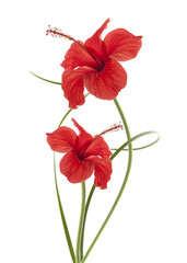 pareja de flores rojas Hibiscus