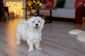 Cute white puppy, Maltese dog breed, sitting at homeat Christmas, happy and healthy dog