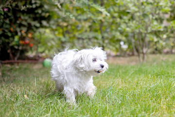 Naklejka na ściany i meble Cute white puppy, Maltese dog breed, running in garden, happy and healthy dog