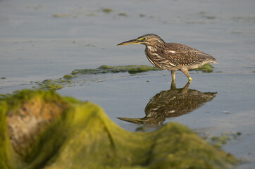 Striated Heron and dramatic refleciton on water at Arad coast of Bahrain