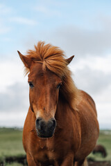 Fototapeta premium Front view of a horse running in nature towards the camera.