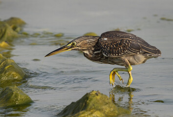 Striated Heron trying to fish at Arad coast of Bahrain