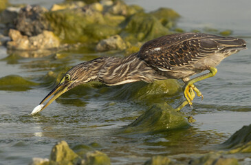 Striated Heron fishing at Arad coast of Bahrain