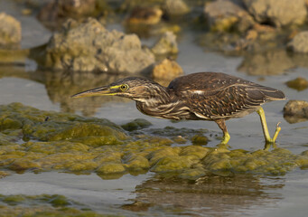 Portrait of a Striated Heron at Arad coast of Bahrain