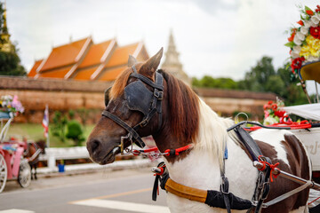 Horses in Lampang Province, Thailand that generate income for the villagers in the form of tourism are horse-drawn carriages.