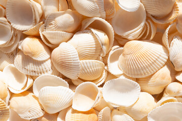 Texture of seashells on which sunlight falls. Background of a large number of seashells.