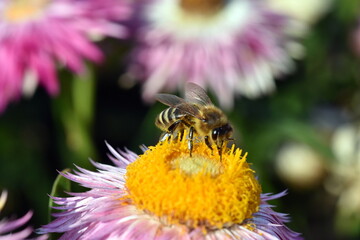 Biene auf einer Garten-Strohblume