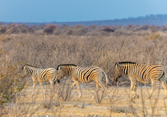 Fototapeta na wymiar A view of a herd of Zebra in the bush in the Etosha National Park in Namibia in the dry season