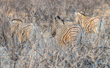 Fototapeta na wymiar A view of Zebra walking through the dense bush in the Etosha National Park in Namibia in the dry season