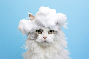 smiling wet cat taking bath with soap bubble foam on head , Just washed cute kitten on blue background, goods for treatment for domestic pets, grooming salon,