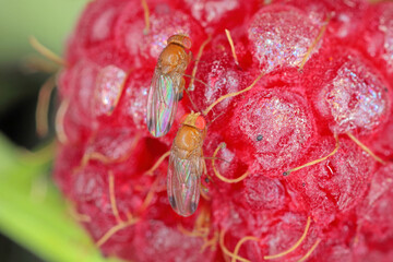 Males Drosophila suzukii - commonly called the spotted wing drosophila or SWD. It is a fruit fly a...