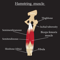 Hamstring muscle anatomy drawing isolated on a white background. Vector illustration.