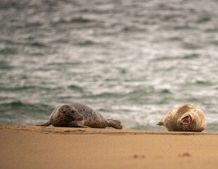 Fototapeta na wymiar Grey Seals on Beach in Ireland