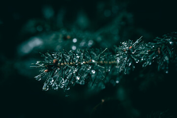 A close up a of Fir tree branch with rain drops - obrazy, fototapety, plakaty
