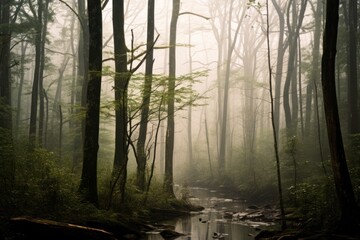 peaceful woods of smoky mountain in early morning fog