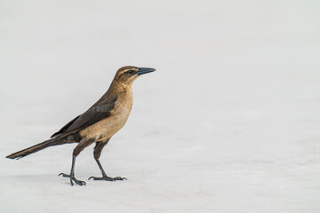 Female Boat-tailed grackle