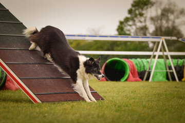Dog, is running on agility A frame. Amazing evening, Hurdle having private agility training for a...