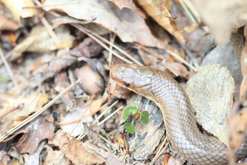 Japanese Forest Ratsnake (Elaphe conspicillata) in Japan