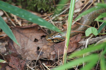 Japanese Forest Ratsnake (Elaphe conspicillata) in Japan