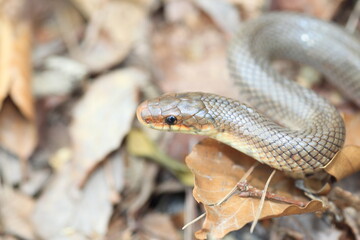 Japanese Forest Ratsnake (Elaphe conspicillata) in Japan