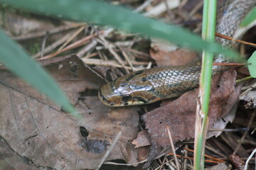 Japanese Forest Ratsnake (Elaphe conspicillata) in Japan