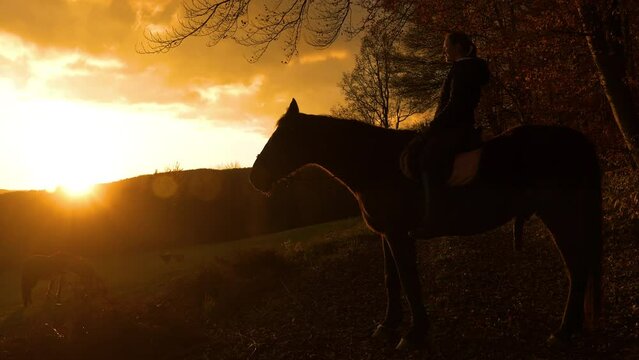 SILHOUETTE, LENS FLARE: Horse rider watches first rays of sun shining over hills. Above the meadow, where a mare is grazing and two dogs are playing, she sits on a horse and enjoys in autumn morning.