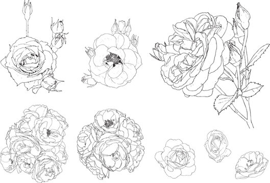 バラの花と蕾と茎と葉の手書き風線画