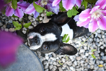 French buldog is sitting in flowers. Adult border collie is in flowers in garden. He has so funny face