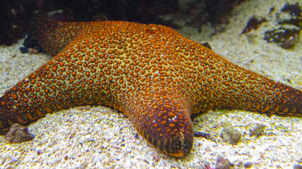 Naklejka na ściany i meble Pentaster sp. - starfish in a marine aquarium, Odessa