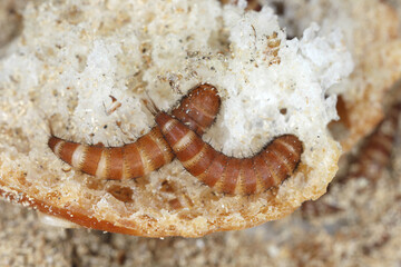 Larvae of Attagenus called fur beetle or carpet beetle from the family Dermestidae a skin beetles on bread.
