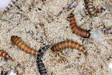 Larvae of Attagenus called fur beetle or carpet beetle from the family Dermestidae a skin beetles on bread.
