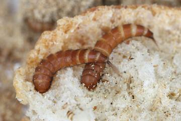 Larvae of Attagenus called fur beetle or carpet beetle from the family Dermestidae a skin beetles on bread.