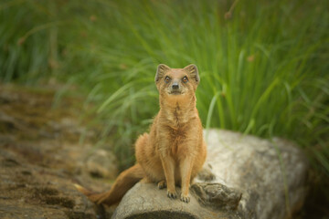 A mongoose is sitting in its enclosure at the zoo. Summer sunny day at the zoo. Happy animal in...