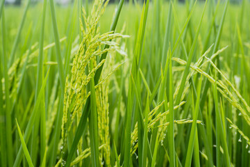 Close up Beautiful Fresh young green rice field and ear of rice.