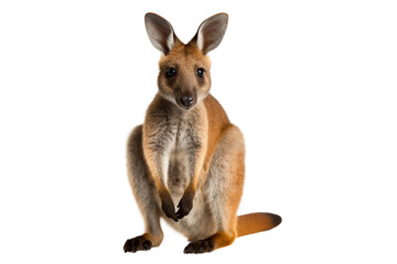 Wallaby Isolated on Transparent background